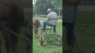 Traditional Horse Mowing Grass Like in the Old Days_#mowing #grass #farming #horse #power