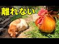 砂浴び中のメスをそっと守るオス鶏…その姿が優しすぎた　385話目