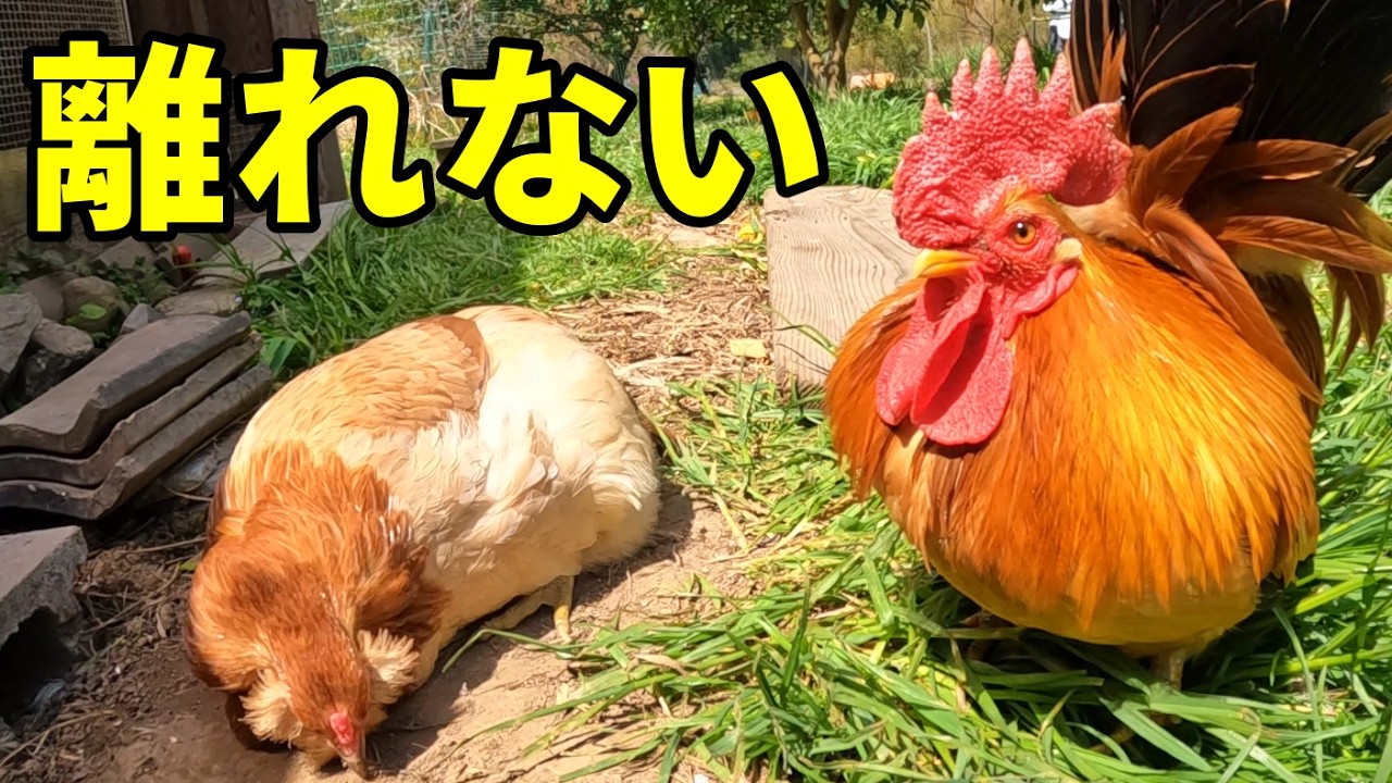 砂浴び中のメスをそっと守るオス鶏…その姿が優しすぎた 385話目 - YouTube
