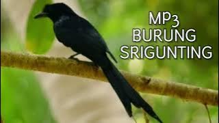 SUARA BURUNG SRIGUNTING.MP3