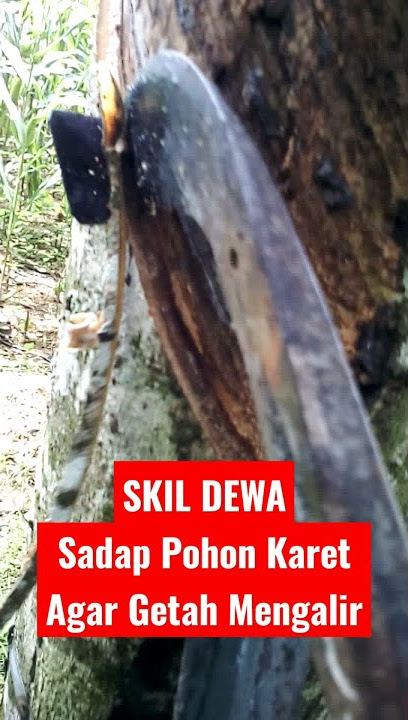 Tutorial Cara sadap Pohon Karet Supaya hasil Getah Mengalir Deras!! Part 1 #shorts #tutorial