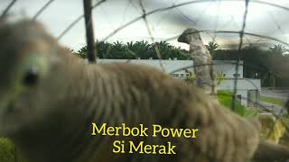 Download Lagu Tapau kerok kerbau.. Manis pahit.. MP3