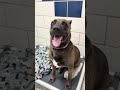 Coco video