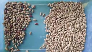 SUMMIT Kidney Beans Sorting