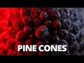 Abstract Pine Cone Macro Photography using the Raynox DCR 250