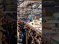 MATCH ATMOSPHERE IN POLAND🇵🇱🏐 #volleyball #poland #luklublin #politechnika #voleybol #plusliga