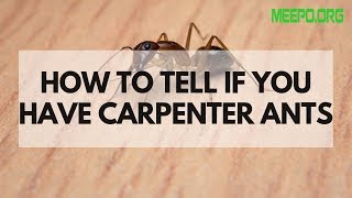 How To Tell If You Have Carpenter Ants ✅ Best Carpenter Ant Killers