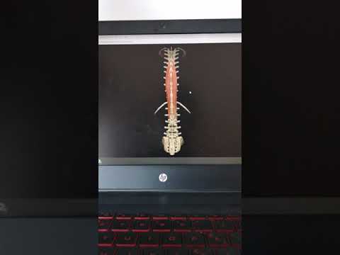 Video: L'erettore della spina dorsale è un muscolo?