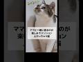 毎晩楽しみにしててくれるささみとホルンが可愛すぎる🥰 #cat #キャット #ねこ #猫 #元野良猫のささみとホルン