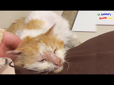 Hayatım Bitmesin! Zavallı Kedi Gözyaşları İçinde Son Gücüne Kadar Yardım Diledi