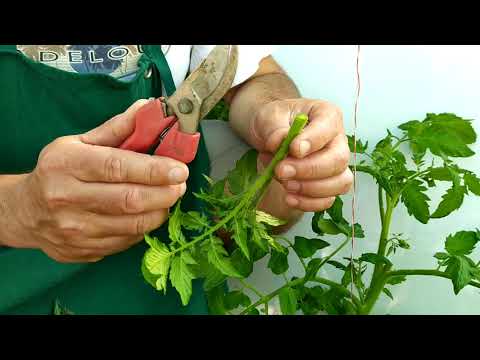 Vidéo: Couper les feuilles des tomates : en savoir plus sur la taille des plants de tomates