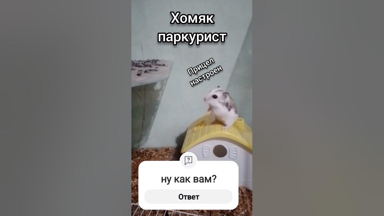 хомяк паркурист#хомяки#хочувреки#лайк#подписка#хомячки - YouTube