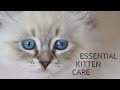 How to look after your kitten when you get home. の動画、YouTube動画。