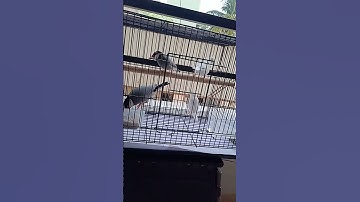 Birds sound at morning #birds #shorts #cute #javasparrow #cute #morning