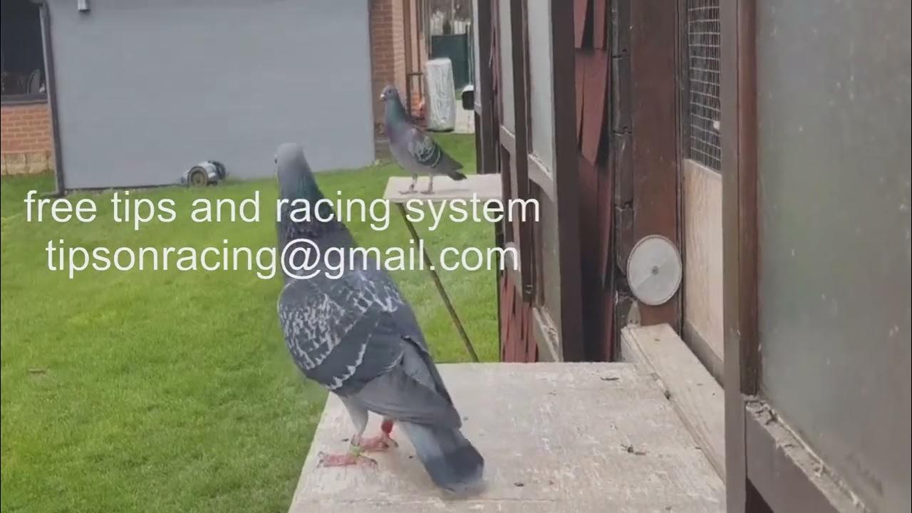 what are the 3 main tools for a pigeon race YouTube