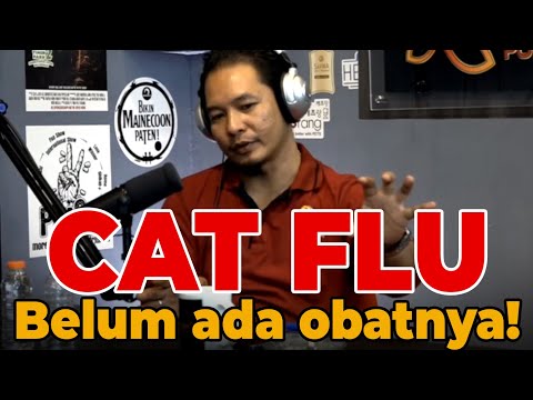 CAT FLU Belum