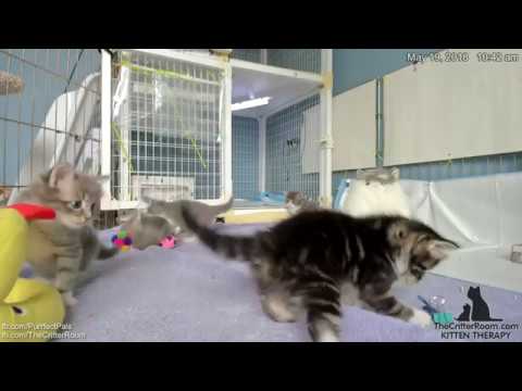 Guardian Kittens - Crabs (morning playtime)