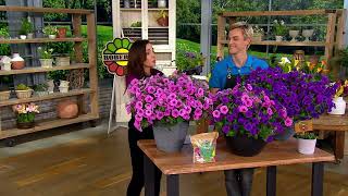 Roberta's 4-piece DuraBloom Series Petunias on QVC