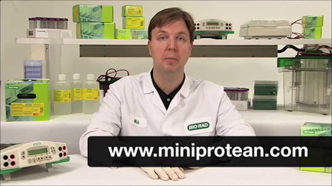 Preparing and Opening the MiniPROTEAN® TGX™ Gel Cassette YouTube