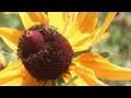 08/09/2023 | Central Illinois in 60 Seconds Spotlight | Bees