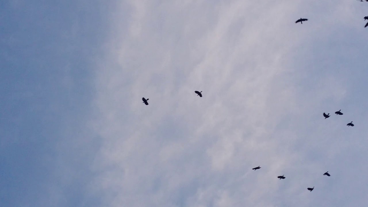 RATUSAN BURUNG GAGAK vs 1 BURUNG KEPUDANG. 