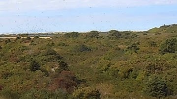 North Truro, MA Tree Swallow Migration, 2014