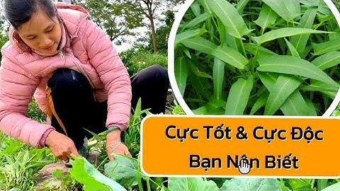 Rau Muống: Lợi Ích – Tác Hại và Những Ai Tuyệt Đối Không Nên Ăn để Tránh Ảnh Hưởng Sức Khỏe