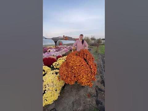 #хризантема #хризантемамультифлора #сад #многолетники #дача # ...