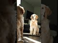 My puppy's first identity crisis 😂