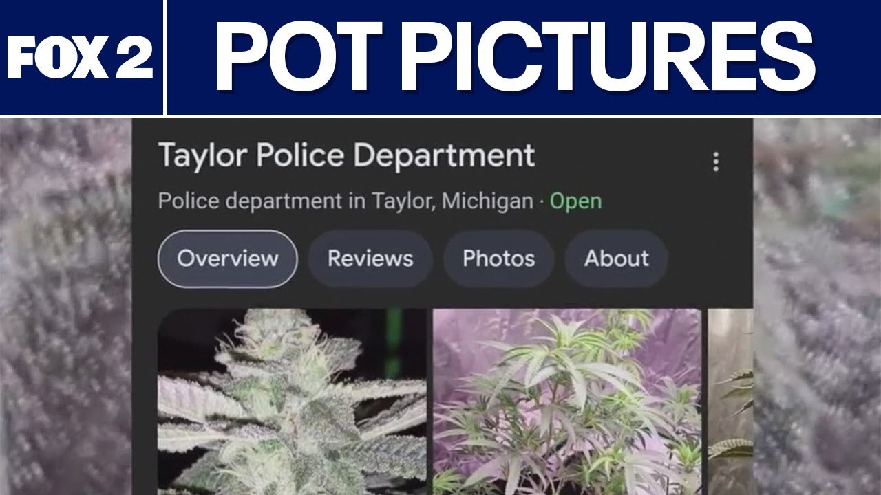 Photos of weed pop up in Taylor police Google search