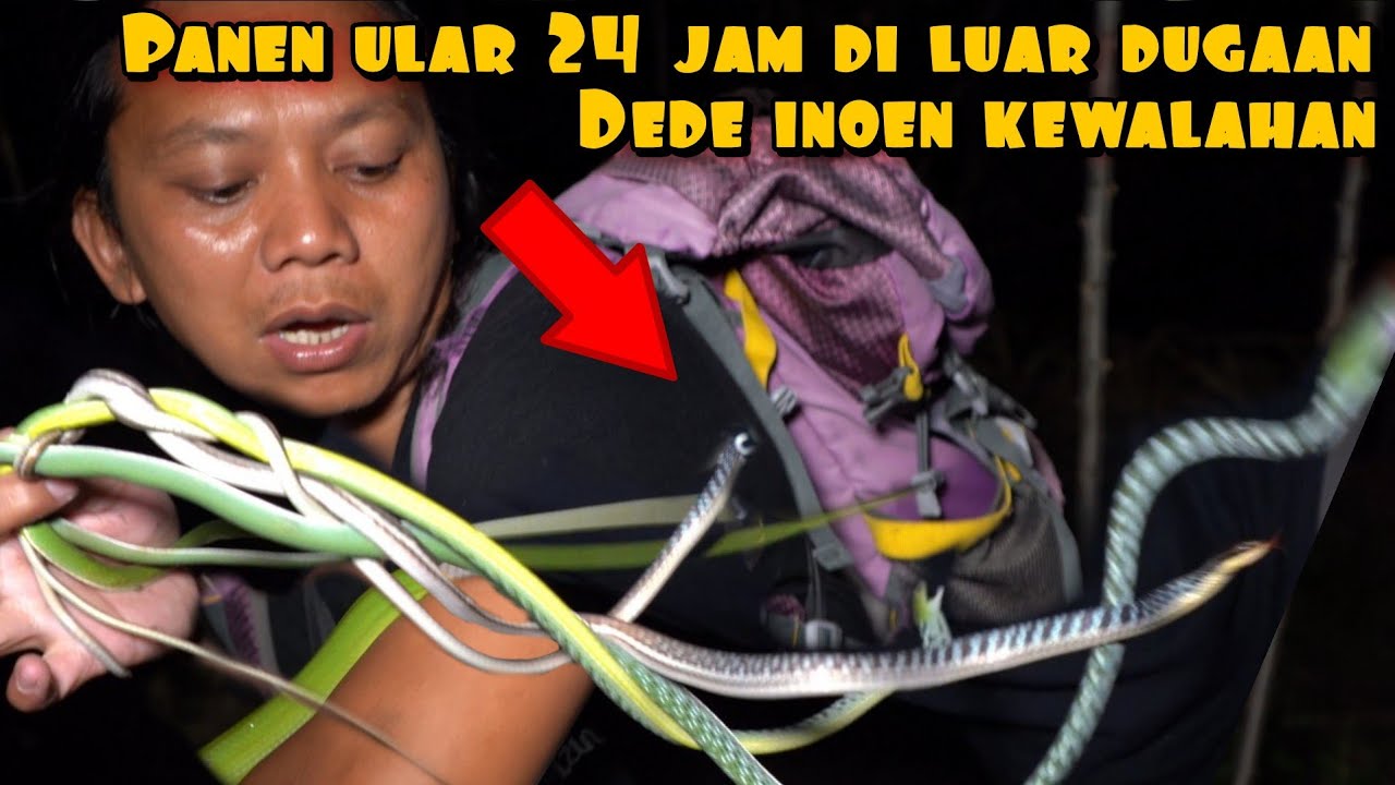 BERBURU ULAR 24 JAM PANEN BANYAK DEDE INOEN KHEWALAHAN