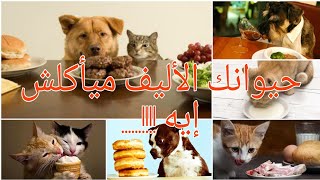 Forbidden Food For Pets..الأكل الممنوع  للقطط والكلاب تغذيه أليفك