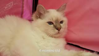 Birman Cat from birth to 1 Year