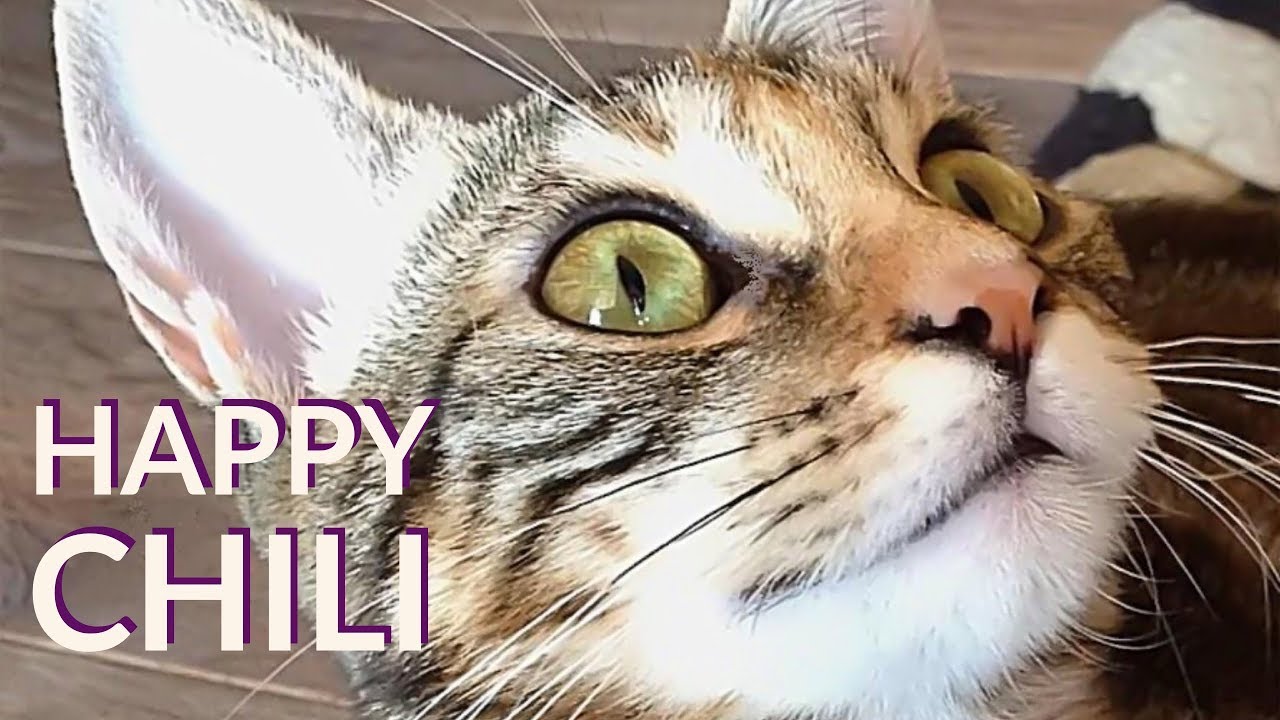 CUTE CATS VIDEO 65 HAPPY CHILI YouTube