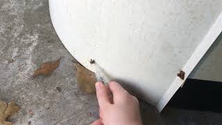 Feeding a Bee some Sugar Water :) (part 1)