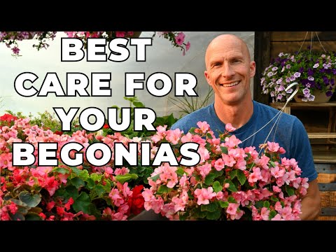 Video: Tuberous Begonia Feeding: leer over het bemesten van knolbegonia-bloemen
