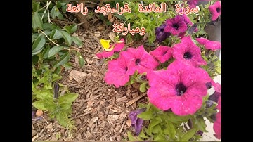 الربع 4 الحزب 12 ، يا ايها الرسول بلغ سورة المائدة قراءة مباركة وعطرة بصوت الشيخ المقرئ امعمر قاسمي