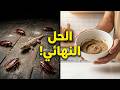 وداعا  للصراصير والبرص للأبد  خلطة منزلية سحرية بمكونين فقط من مطبخك    نجومي