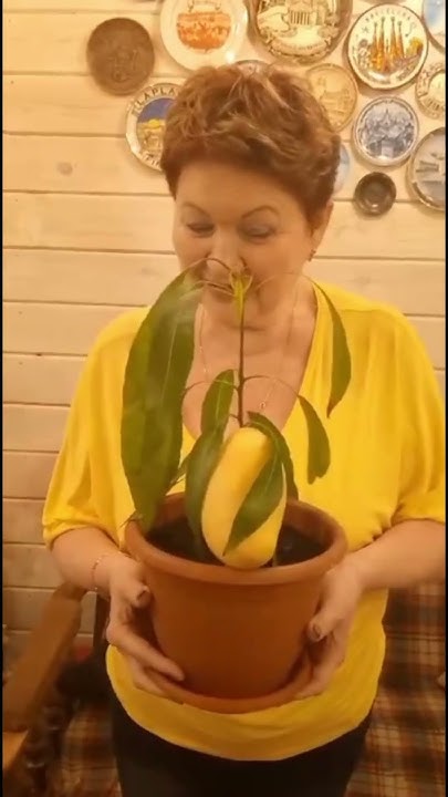 Вырастила манго в домашних условиях - YouTube