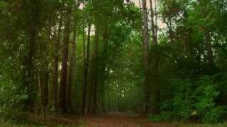 A WILL FOR THE WOODS - Official Trailer