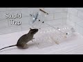 Stupid rat trap