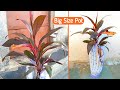 Big Size Planter Pot Making at home | Cement Craft Ideas | Recycling old clothes into Big Vases