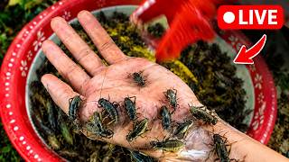 Millions of ladybugs on my hand 🫣🦗 — so cute, aren't they? 🥰🥰🥰🦗🦗
