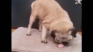 Pug Dog eating a lamb bone | Carmela the pug by Carmela the PUG 21 views 5 years ago 1 minute, 50 seconds