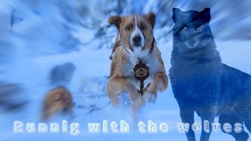Running with the Wolves || The wild Call mv