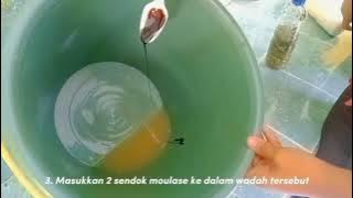 membuat pestisida organik #smpn2gempol#p5gayahidupberkelanjutan#2024