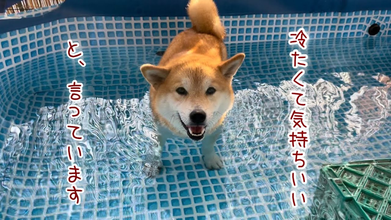 お風呂みたいにプールに浸かる巨体柴犬が可愛いw