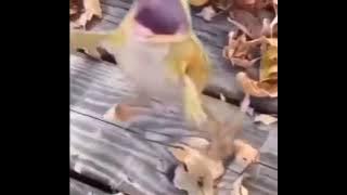 Acumalaka Speed up
