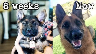 WATCH MY PUPPY GROW | MEIKE EDITION