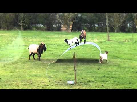 მხიარული თხები